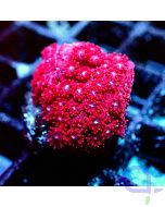 Goniopora - Bordeaux