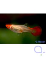 Guppy Koi Kohaku - Poecilia reticulata - Paar