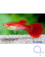 Guppy Flamingo Rot Männchen - Poecilia reticulata