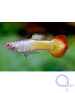 Guppy Flamme Männchen - Poecilia reticulata