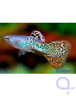 Guppy Mosaik Männchen - Poecilia reticulata