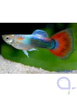 Guppy Tuxedo Rot  Männchen - Halbschwarz-Rot - Poecilia reticulata