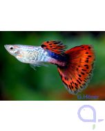 Guppy Cobra Rot Männchen - Poecilia reticulata