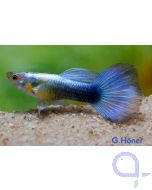 Guppy Diamant Männchen - Metallic blue - Poecilia reticulata