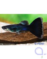 Guppy Tuxedo-Schwarz - Poecilia reticulata 