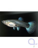 Guppy Weibchen Diamant - Silberblau - Poecilia reticulata