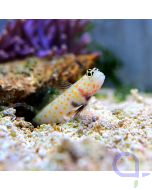 Amblyeleotris guttata - Partner Grundel