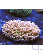 Bild Heliofungia actiniformis - Anemonen-Pilzkoralle