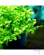 Hemianthus callitrichoides Cuba - Detail