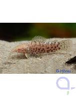 Gemalter Schwielenwels albino - Megalechis thoracata