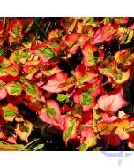 Houttuynia cordata Chameleon - Buntgefarbte houttuynia - Detail