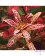 Hygrophila polysperma Sunset