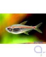 Hyphessobrycon amapaensis - Amapa-Glühlichtsalmler
