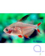 Schmucksalmler - Rosentetra - Hyphessobrycon rosaceus