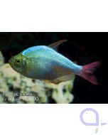 Rotblauer Kolumbianer - Hyphessobrycon columbianus