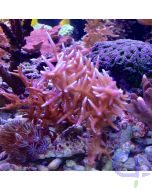 Seriatopora hystrix Pink