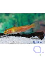 Zwergwels - Katzenwels - Ameiurus nebulosus