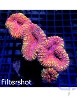 Lobophyllia - Premium Pinky Pink
