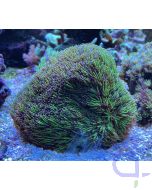 Galaxea fascicularis