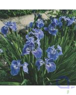 Iris setosa - Borsten-Schwertlilie