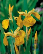 Iris pseudacorus - Sumpf Schwertlilie - Gelb