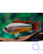 Kakadu-Zwergbuntbuntbarsch doppelrot - Apistogramma cacatuoides