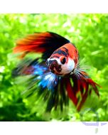 Kampffisch Halfmoon - Multicolor Galaxy - Betta splendens - VvH