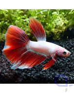 Kampffisch Halfmoon - Candy Red - Betta splendens - VvH1