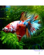 Kampffisch Halfmoon -Galaxy Nemo - Betta Splendens -Seite 1