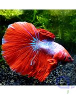 Kampffisch Halfmoon - Big Red Fin - Betta splendens
