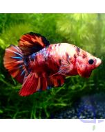 Kampffisch Plakat - Big Red Nemo - Betta splendens