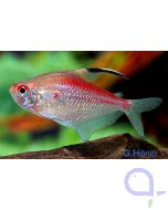 Rotrücken-Kirschflecksalmler