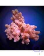 Klyxum simplex - Schleimige Weichkoralle