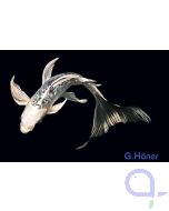 Butterfly Koi Mix 8-11cm - Cyprinus carpio