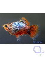 Korallenplaty calico - Xiphophorus maculatus