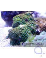 Zoanthus Grün Ableger