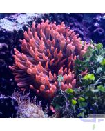 Kupferanemone L - Entacmaea quadricolor