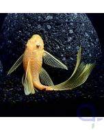 L144 - Gelber Schleier Antennenwels - Blau Auge - Ancistrus sp