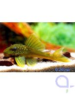 L200 - Goldgrüner Phantomwels - Hemiancistrus subviridis 