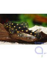 L201a / L471 - Orinoco Engelsharnischwels - Hypancistrus