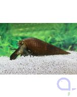 Langnasenschnecke - Stenomelania torulosa