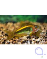 Orange Laser Panzerwels - Corydoras sp. orange laser
