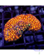 Leptastrea purpurea - Burning Amber - Ableger
