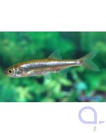 Moderlieschen - Leucaspius delineatus