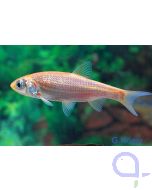 Goldorfe - Leuciscus idus 