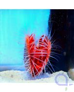 Lima scabra - Blinkende Feilenmuschel - Ctenoides sp.