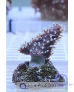 Lobophytum - Fingerlederkoralle - Ableger