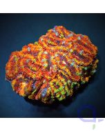 Acanthastrea lordhowensis Ultra
