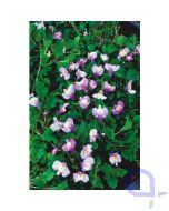 Mazus reptans blau - Kriechender Mazus