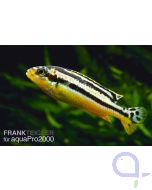 Türkisgoldbarsch - Melanochromis auratus